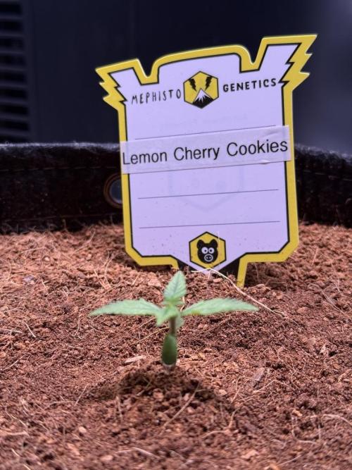 Lemon Cherry Cookies (Encore). Week 2 - Day 8