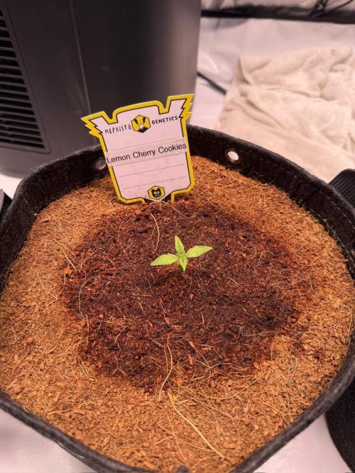 Lemon Cherry Cookies (Encore). Week 2 - Day 8-Morning feed