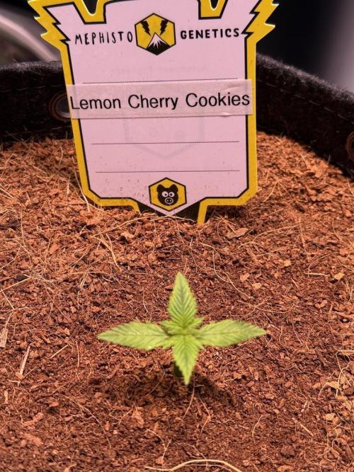 Lemon Cherry Cookies (Encore). Week 2 - Day 9