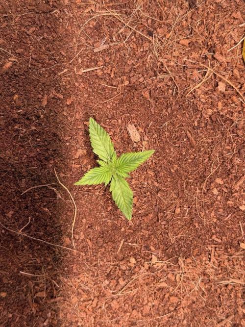 Lemon Cherry Cookies (Encore). Week 2 - Day 9