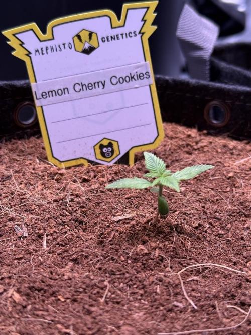 Lemon Cherry Cookies (Encore). Week 2 - Day 9