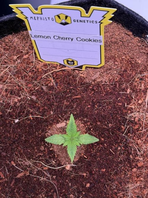 Lemon Cherry Cookies (Encore). Week 2 - Day 9
