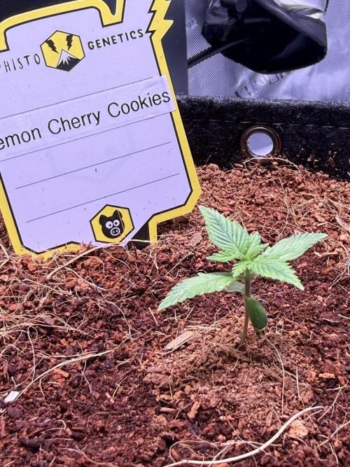 Lemon Cherry Cookies (Encore). Week 2 - Day 9
