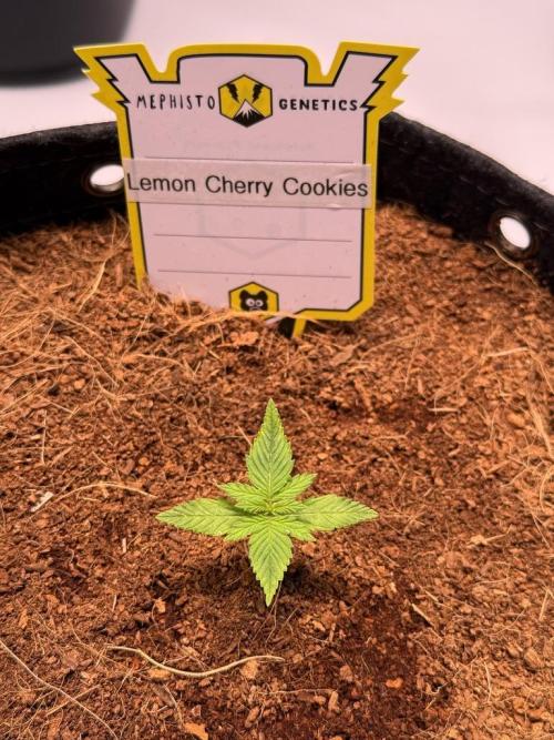 Lemon Cherry Cookies (Encore). Week 2 - Day 10