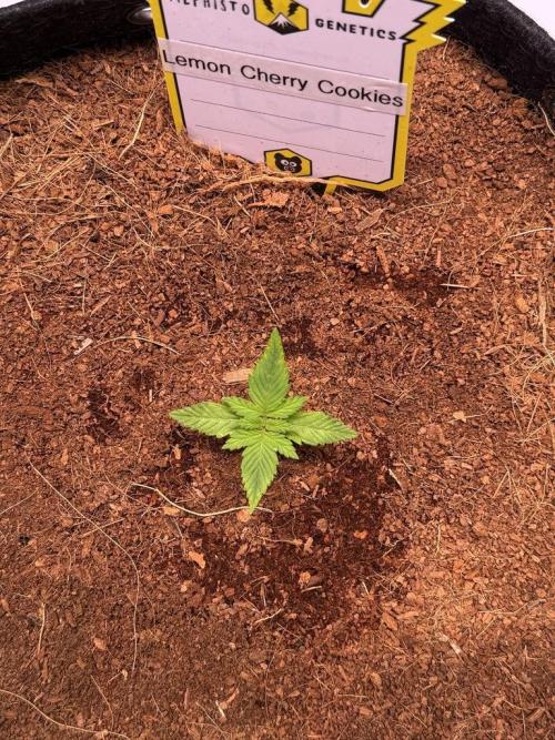 Lemon Cherry Cookies (Encore). Week 2 - Day 10