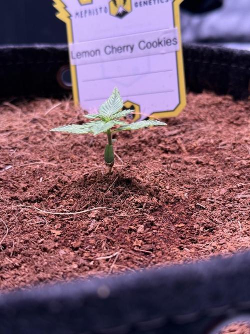 Lemon Cherry Cookies (Encore). Week 2 - Day 10