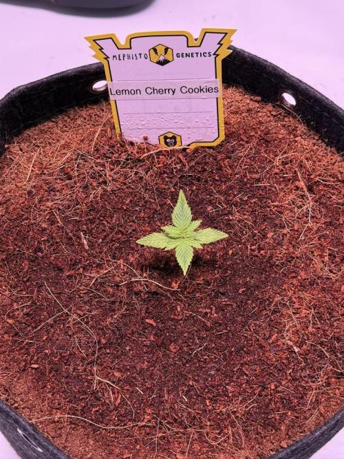 Lemon Cherry Cookies (Encore). Week 2 - Day 10