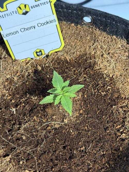 Lemon Cherry Cookies (Encore). Week 2 - Day 10
