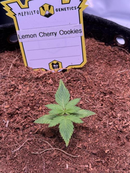 Lemon Cherry Cookies (Encore). Week 2 - Day 11