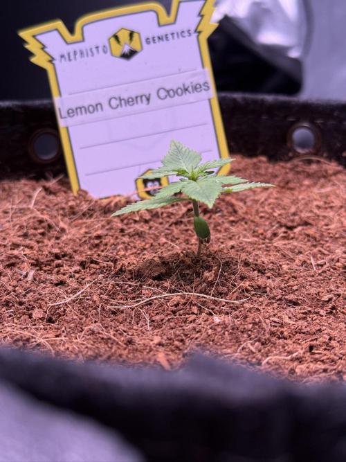 Lemon Cherry Cookies (Encore). Week 2 - Day 11