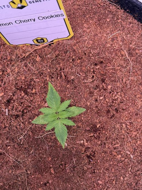 Lemon Cherry Cookies (Encore). Week 2 - Day 11
