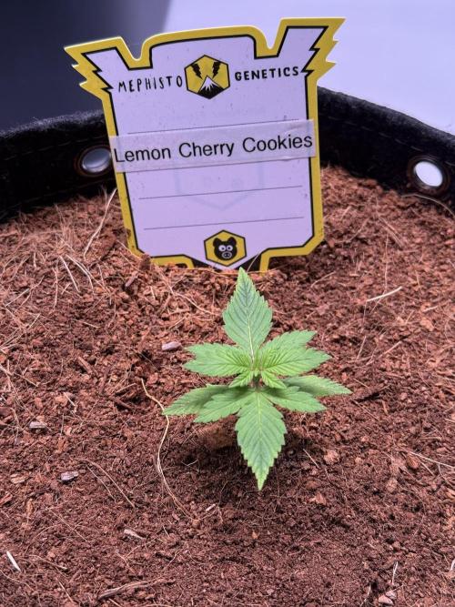 Lemon Cherry Cookies (Encore). Week 2 - Day 12