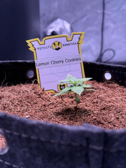Lemon Cherry Cookies (Encore). Week 2 - Day 12