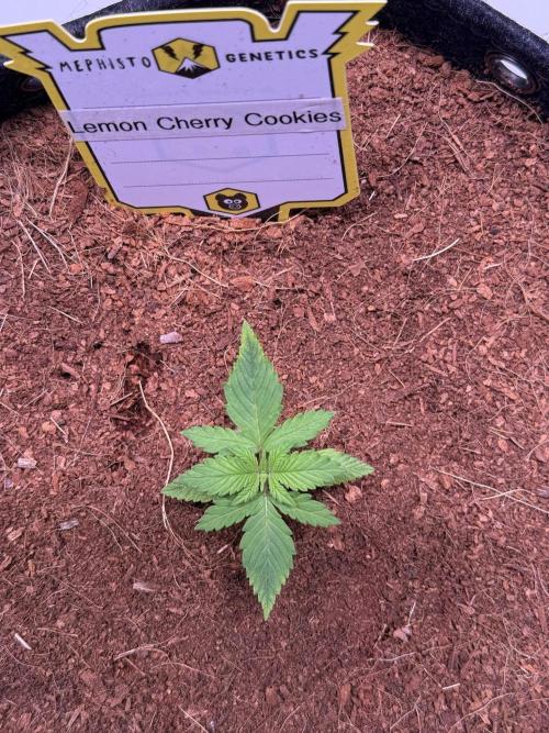 Lemon Cherry Cookies (Encore). Week 2 - Day 12