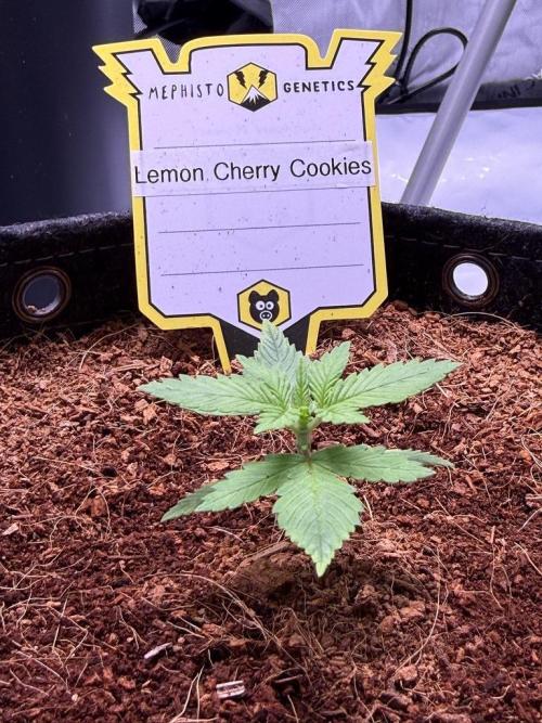 Lemon Cherry Cookies (Encore). Week 2 - Day 13