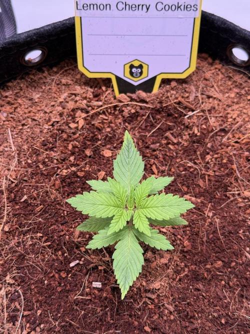 Lemon Cherry Cookies (Encore). Week 2 - Day 13