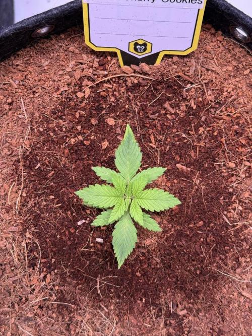 Lemon Cherry Cookies (Encore). Week 2 - Day 13