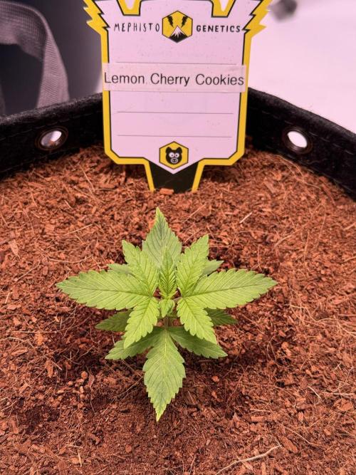 Lemon Cherry Cookies (Encore). Week 2 - Day 14