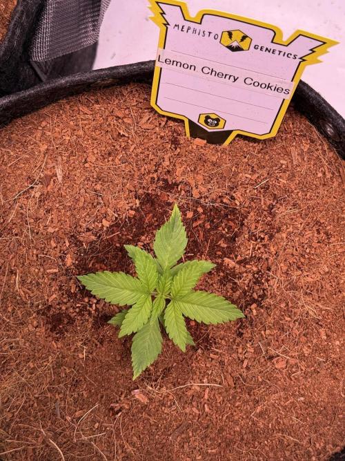 Lemon Cherry Cookies (Encore). Week 2 - Day 14