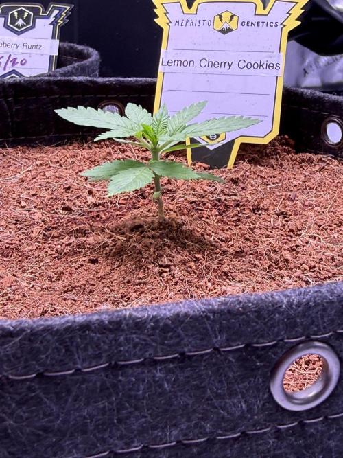 Lemon Cherry Cookies (Encore). Week 2 - Day 14
