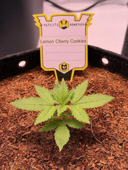 Lemon Cherry Cookies (Encore). Week 3 - Day 15