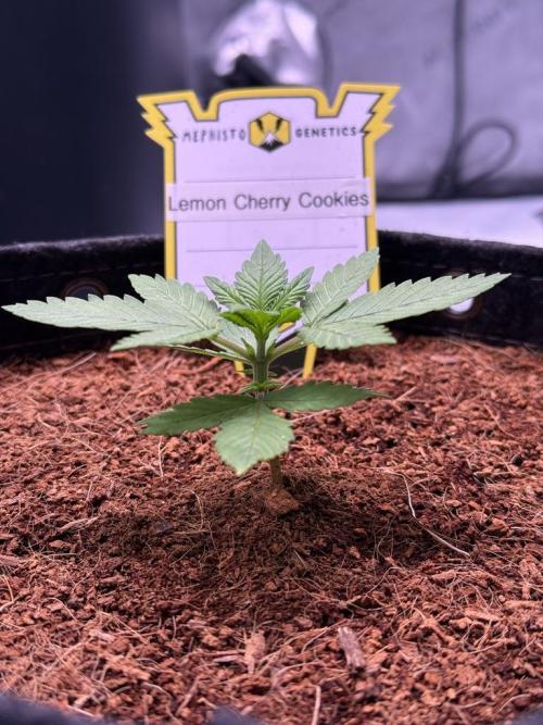 Lemon Cherry Cookies (Encore). Week 3 - Day 15