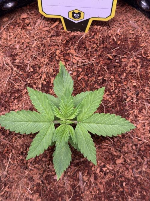 Lemon Cherry Cookies (Encore). Week 3 - Day 15