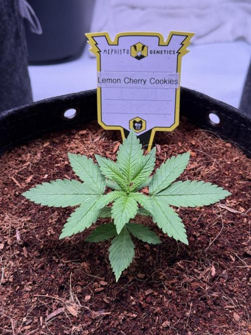 Lemon Cherry Cookies (Encore). Week 3 - Day 16
