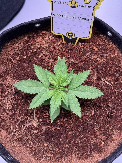 Lemon Cherry Cookies (Encore). Week 3 - Day 16