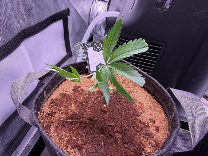Blueberry Runtz-Clone. Week 1 - Day 0-Transplant
