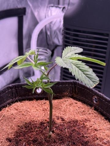 Blueberry Runtz-Clone. Week 1 - Day 1