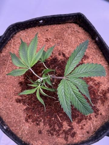Blueberry Runtz-Clone. Week 1 - Day 1