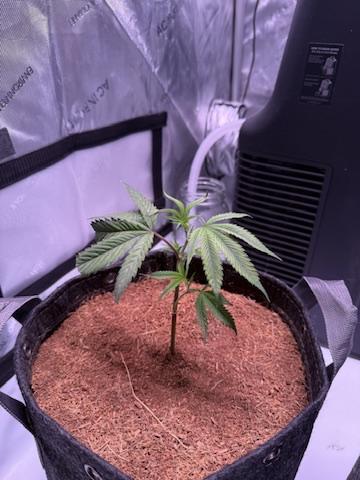 Blueberry Runtz-Clone. Week 1 - Day 2