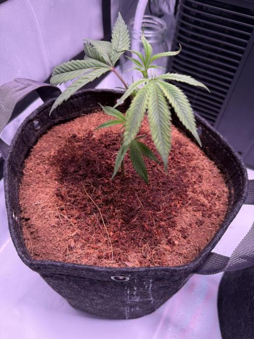 Blueberry Runtz-Clone. Week 1 - Day 2