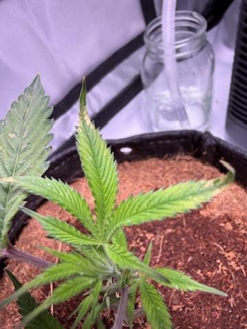 Blueberry Runtz-Clone. Week 1 - Day 2-Tips Issue