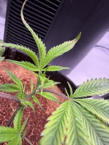 Blueberry Runtz-Clone. Week 1 - Day 2-Tips Issue
