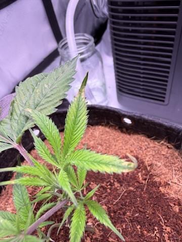Blueberry Runtz-Clone. Week 1 - Day 2-Tips Issue