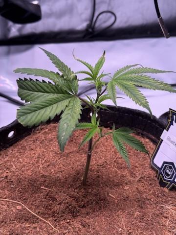 Blueberry Runtz-Clone. Week 1 - Day 3