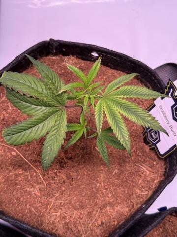 Blueberry Runtz-Clone. Week 1 - Day 3