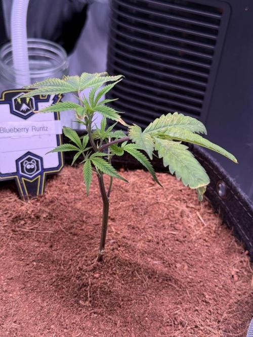 Blueberry Runtz-Clone. Week 1 - Day 4