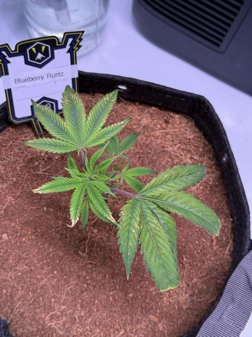 Blueberry Runtz-Clone. Week 1 - Day 4