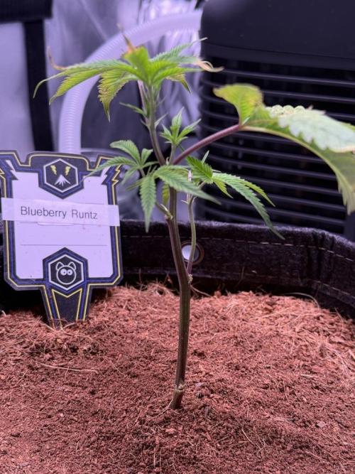 Blueberry Runtz-Clone. Week 1 - Day 4