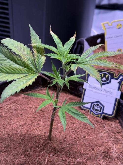 Blueberry Runtz-Clone. Week 1 - Day 5