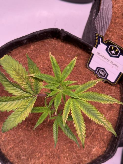 Blueberry Runtz-Clone. Week 1 - Day 5