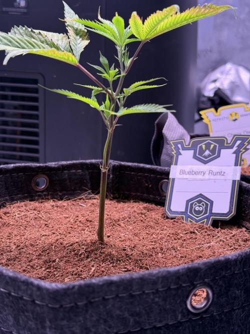 Blueberry Runtz-Clone. Week 1 - Day 5