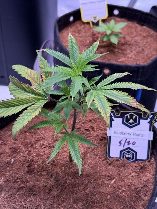 Blueberry Runtz-Clone. Week 1 - Day 7