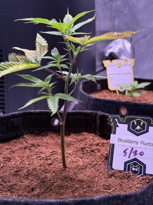 Blueberry Runtz-Clone. Week 1 - Day 7