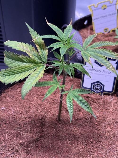 Blueberry Runtz-Clone. Week 1 - Day 6