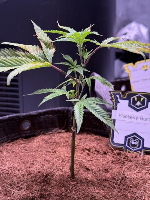 Blueberry Runtz-Clone. Week 1 - Day 6