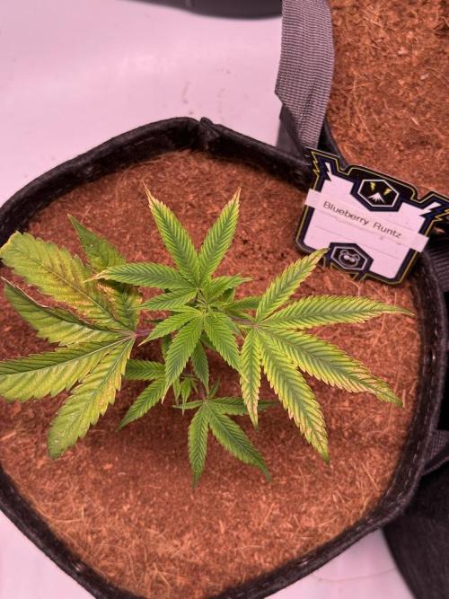 Blueberry Runtz-Clone. Week 1 - Day 6